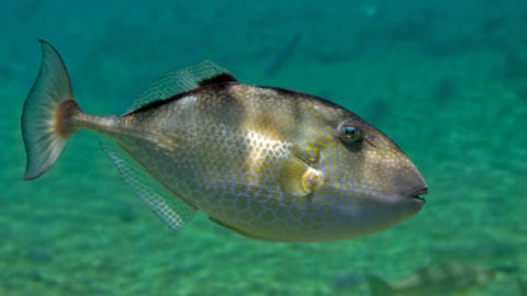 How Close Are You to Truth?